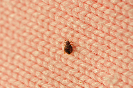 How to Get Rid of Bed Bugs - Pest Control - Seva Call Blog