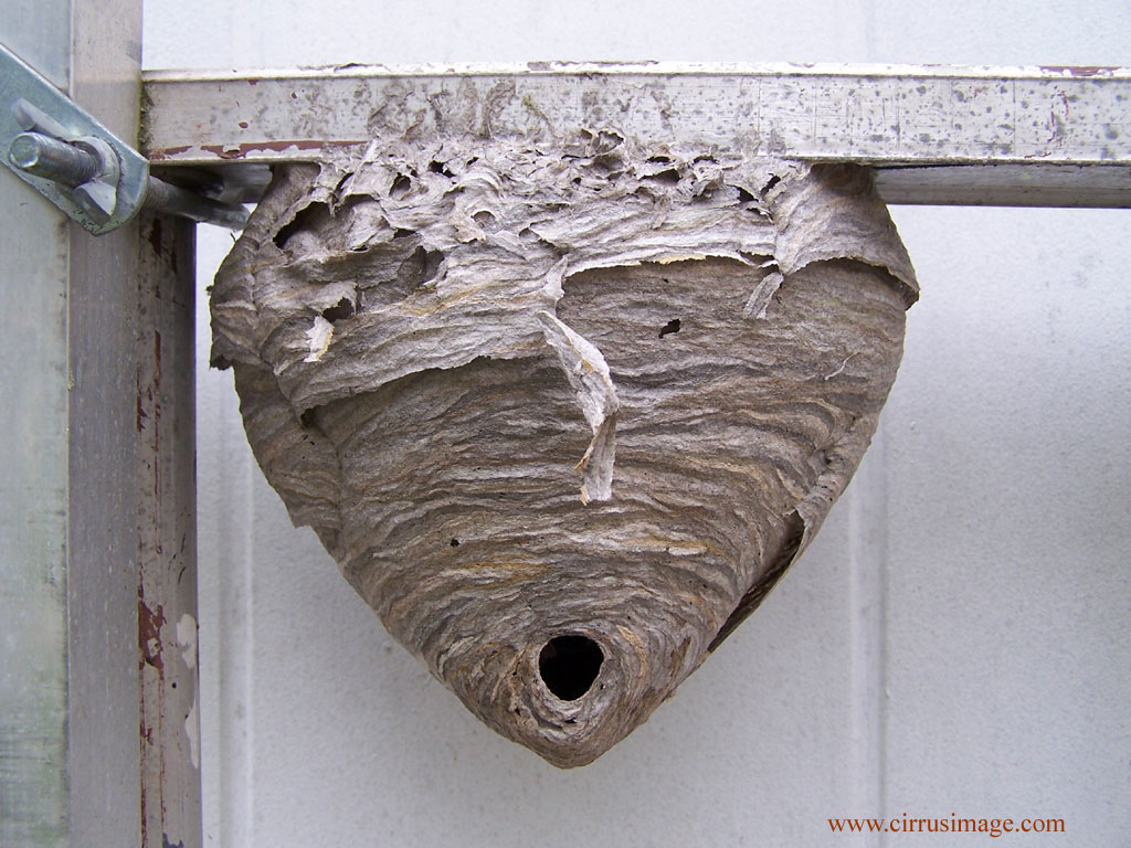 hornet nest rid nests hornets wasps yellow bees wasp jackets under deck looks