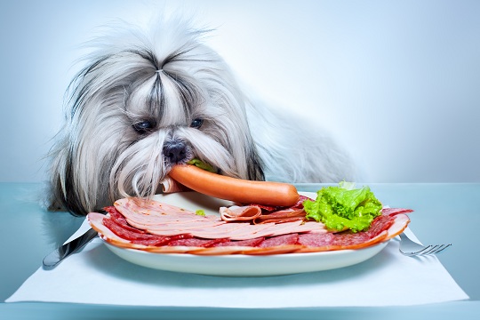 http://www.sevacall.com/blog/wp-content/uploads/2012/12/feeding-dogs-human-food.jpg