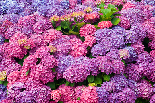 Best Conditions For Growing Hydrangeas  Landscapers  Talk Local Blog