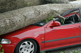 Tree Removal Professionals
